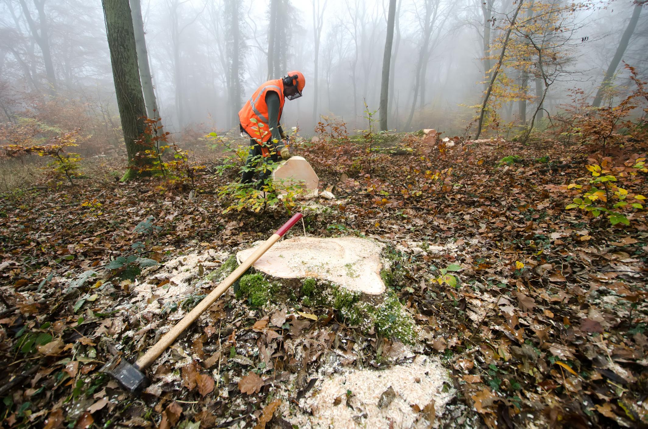 tree service west chicago il